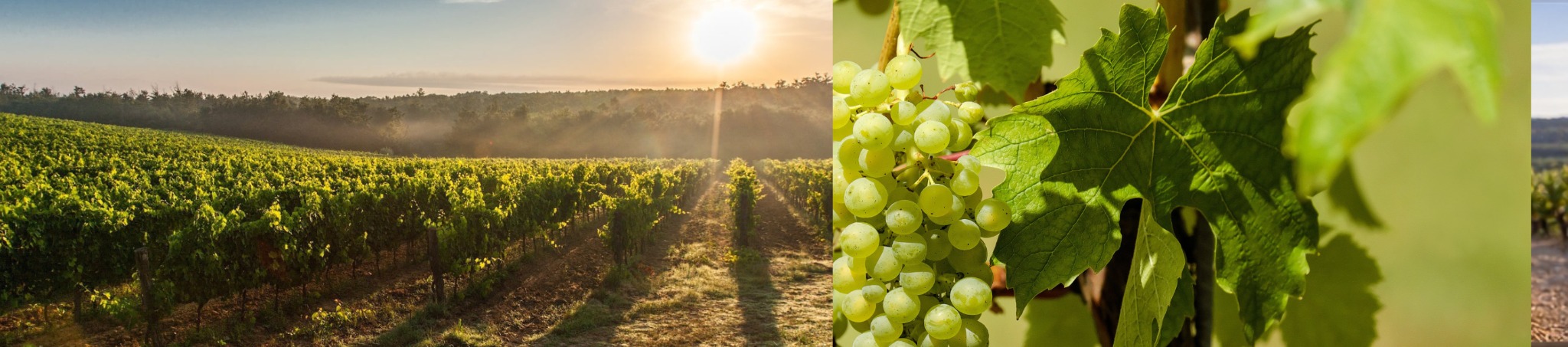 Vineyards in Penedès at sunset