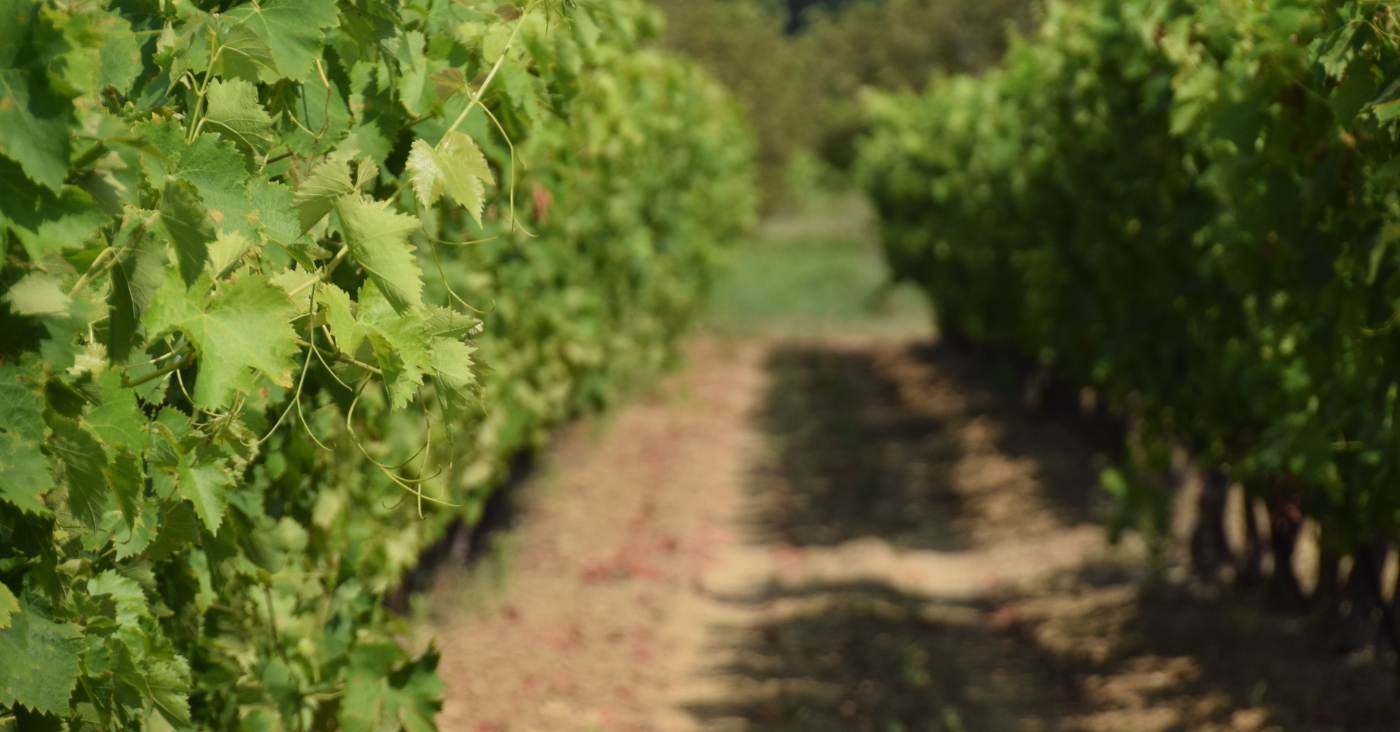 Old vine in the Penedès vineyard